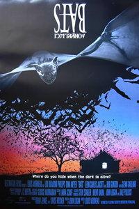 在线观看 蝙蝠,揭秘蝙蝠的神秘世界  第1张